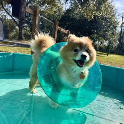 ElderPaws Park